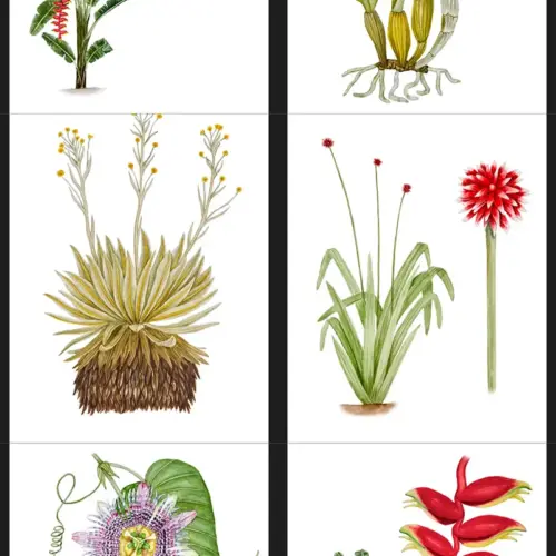 Set de Cartas Ilustraciones Botánicas