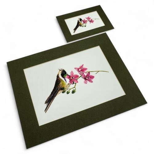 Print: Colibrí Paramuno