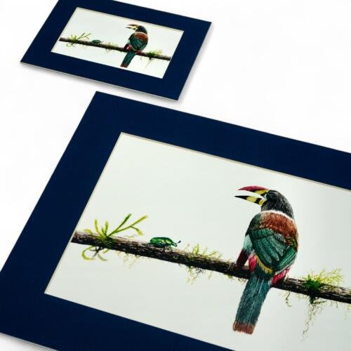 Print: Tucancillo Collarejo