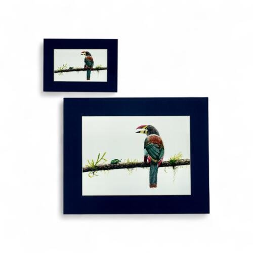 Print: Tucancillo Collarejo