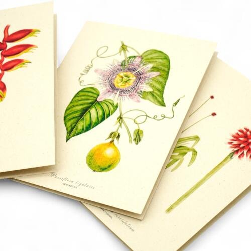 Set 5 cartas de ilustraciones botánicas